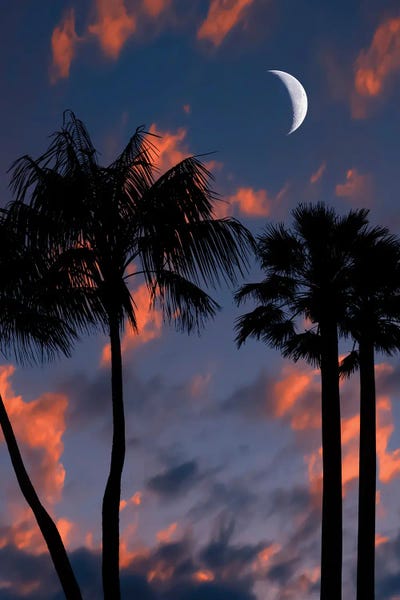 Tropical Night by Manjik Pictures multi panel art