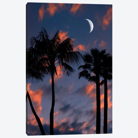 Tropical Night Canvas Print #EMN1171} by Manjik Pictures Canvas Art