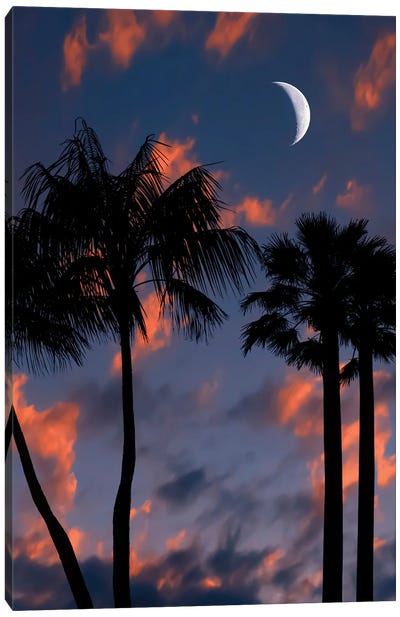 Tropical Night Canvas Art Print