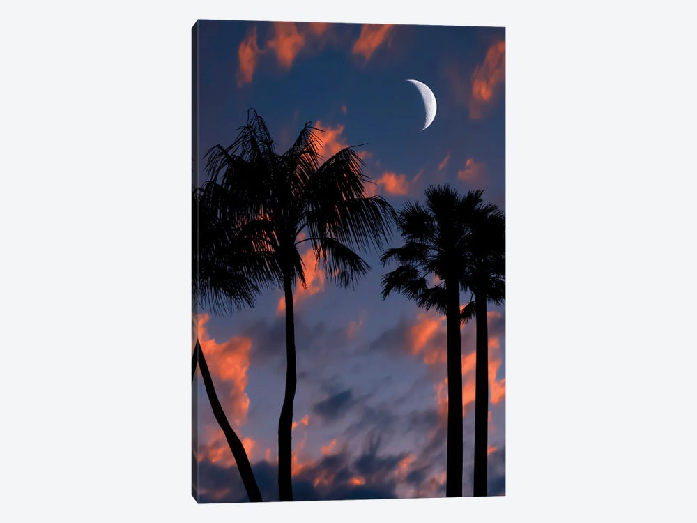 Tropical Night by Manjik Pictures 1-piece Canvas Art Print