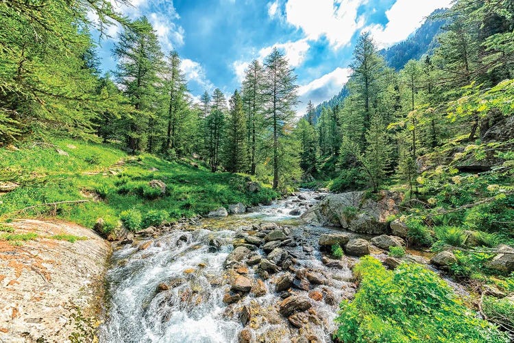 Into The Wild by Manjik Pictures wall art