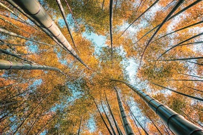 Look Up by Manjik Pictures canvas print