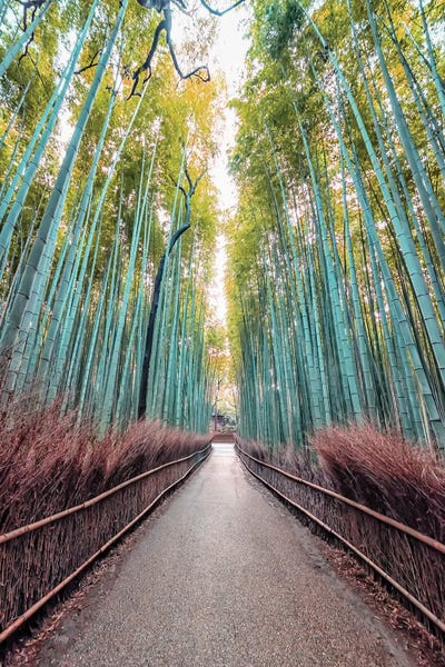 The Path by Manjik Pictures canvas print