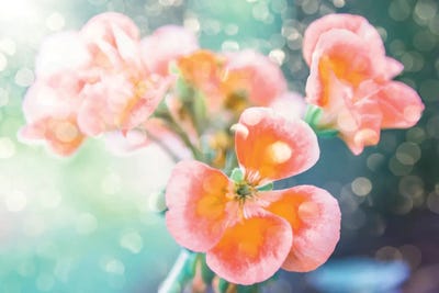 Springtime by Manjik Pictures canvas print