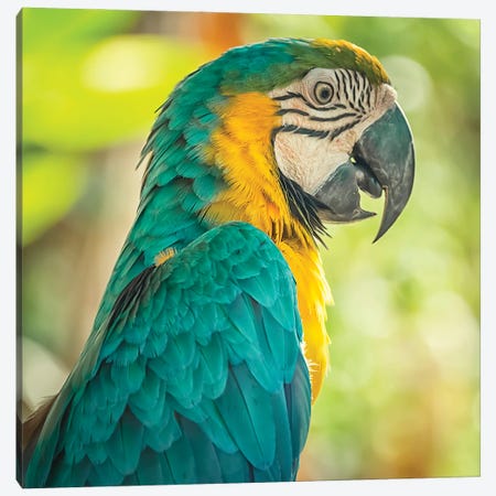 Blue And Yellow Macaw Canvas Print #EMN1285} by Manjik Pictures Art Print