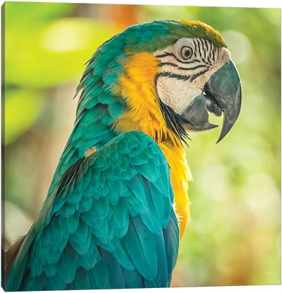 Blue And Yellow Macaw Canvas Art Print