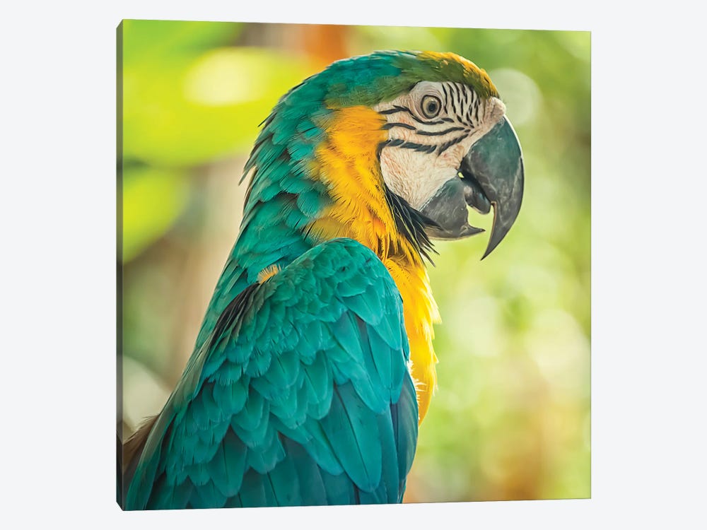 Blue And Yellow Macaw by Manjik Pictures 1-piece Canvas Art
