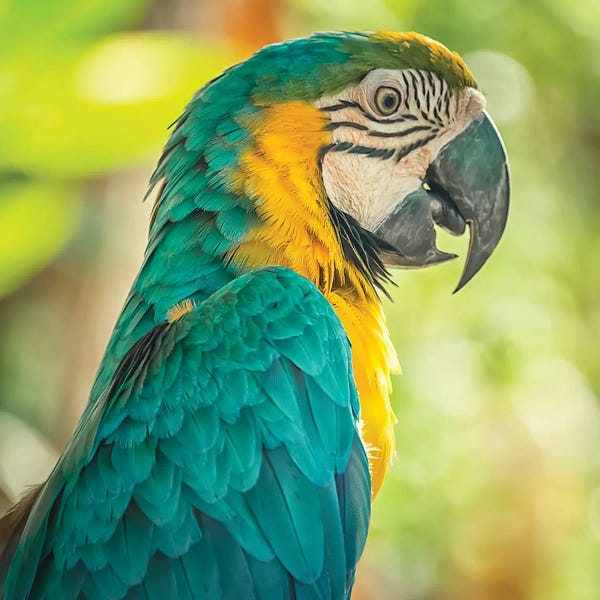 Macaws: Blue And Yellow Macaw by Manjik Pictures
