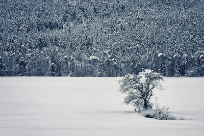 Winter Is Coming by Manjik Pictures framed wall art