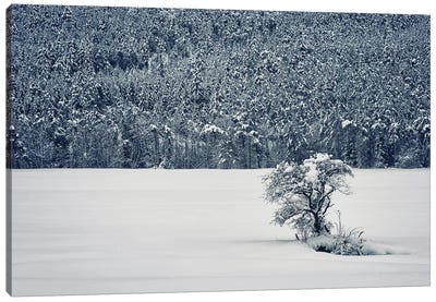 Winter Is Coming Canvas Art Print - Manjik Pictures