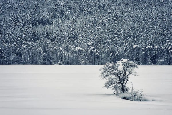 Winter Wonderland: Winter Is Coming by Manjik Pictures