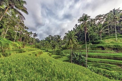 Ubud Countryside by Manjik Pictures canvas print