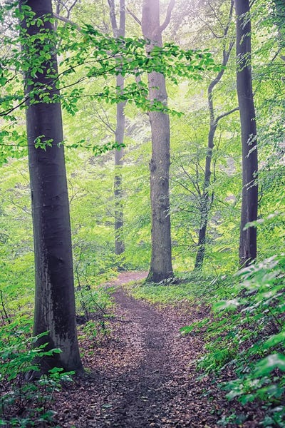 German Forest by Manjik Pictures art print