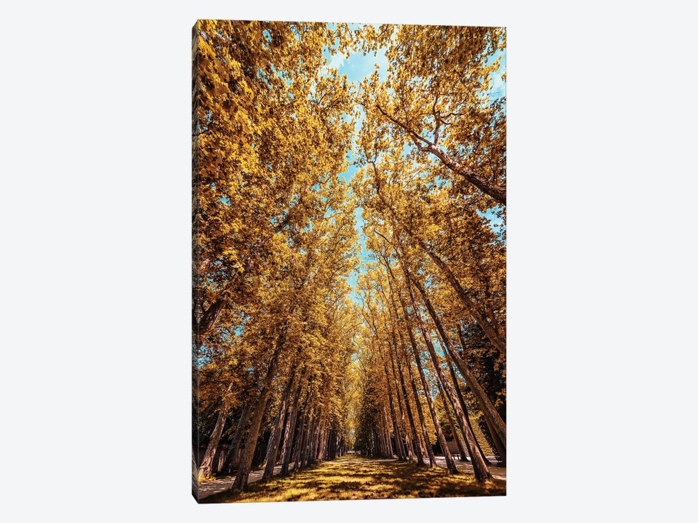 Autumn In The Park by Manjik Pictures 1-piece Canvas Wall Art