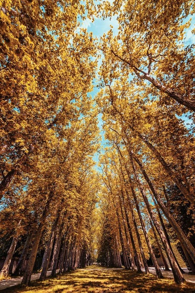 Autumn In The Park