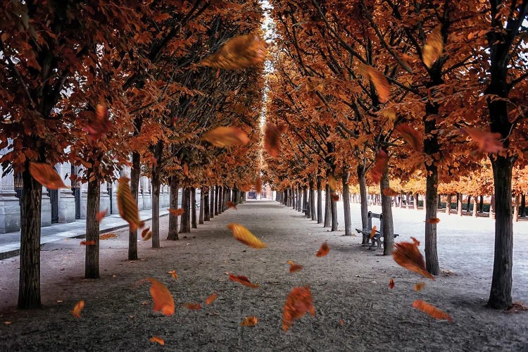 Falling Leaves In Paris