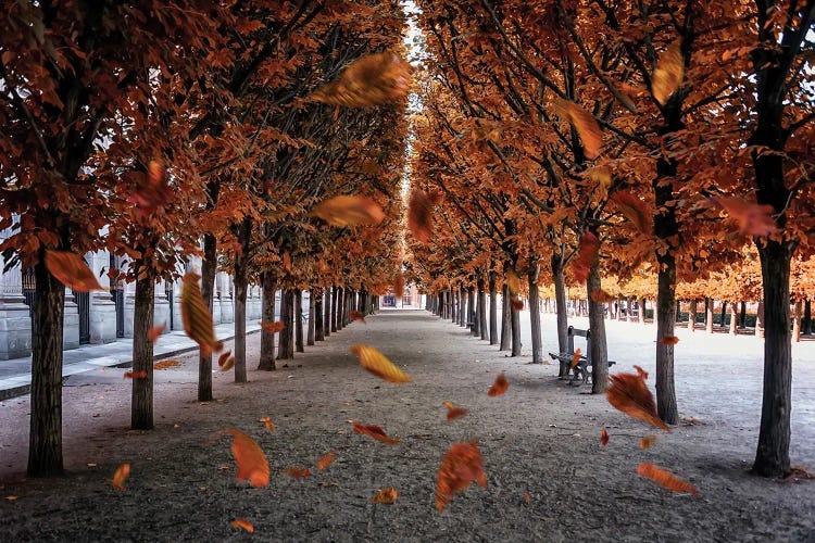 Falling Leaves In Paris by Manjik Pictures wall art