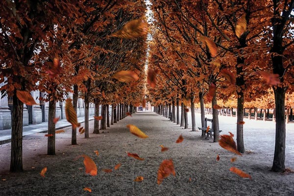Canvas Print: Falling Leaves In Paris by Manjik Pictures