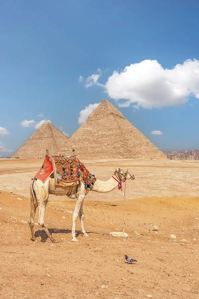 Camels: Giza by Manjik Pictures