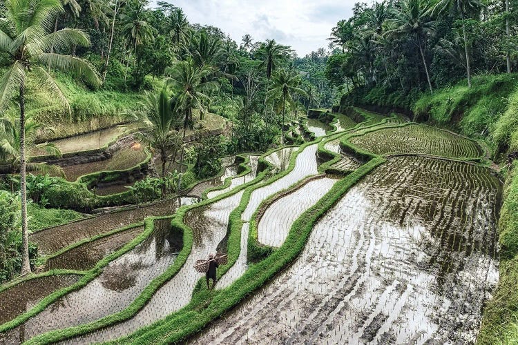 Bali Rice Terraces by Manjik Pictures wall art
