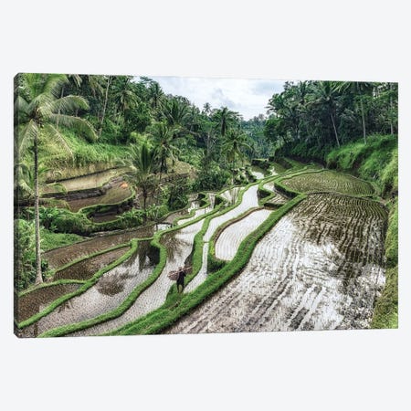 Bali Rice Terraces Canvas Print #EMN1573} by Manjik Pictures Canvas Wall Art
