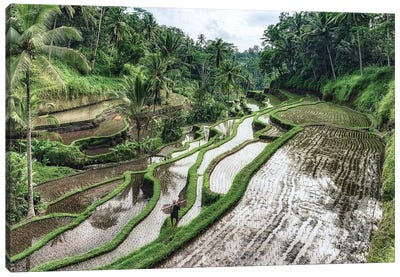 Bali Rice Terraces Canvas Art Print - Bali