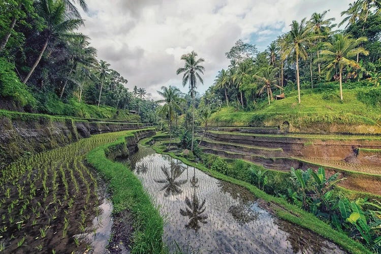 Tropical Terraces by Manjik Pictures wall art