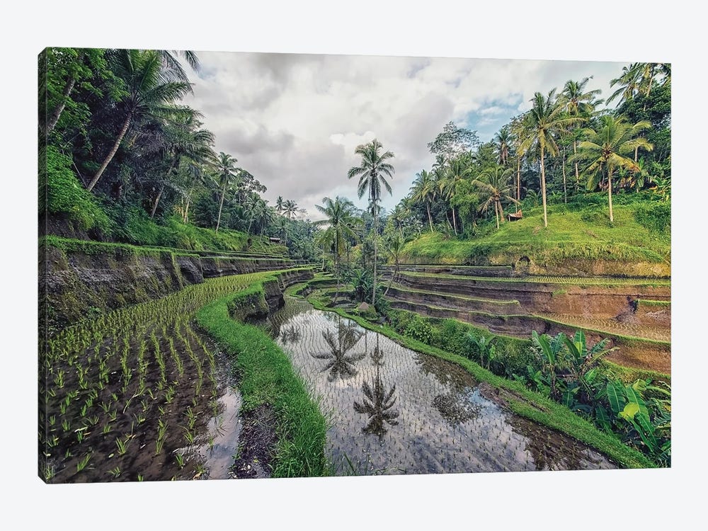 Tropical Terraces by Manjik Pictures 1-piece Canvas Wall Art