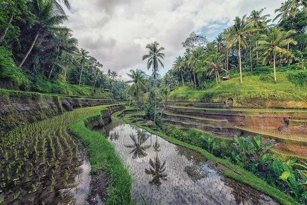 Fine Art Print: Tropical Terraces by Manjik Pictures