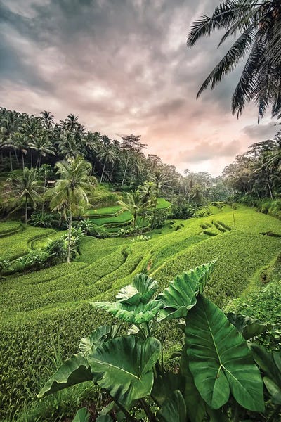 Indonesia: Ubud Sunset by Manjik Pictures
