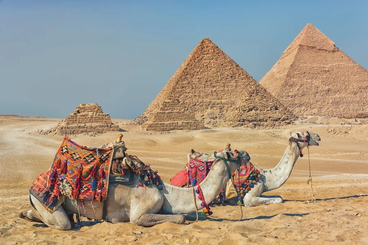 Camels In Egypt