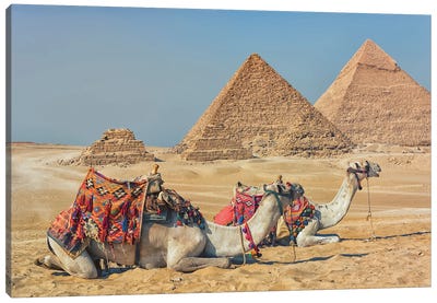 Camels In Egypt Canvas Art Print - The Great Pyramids of Giza