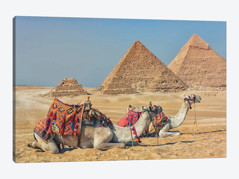Camels In Egypt by Manjik Pictures 1-piece Canvas Art Print