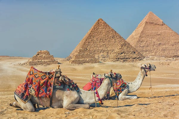 Pyramids: Camels In Egypt by Manjik Pictures