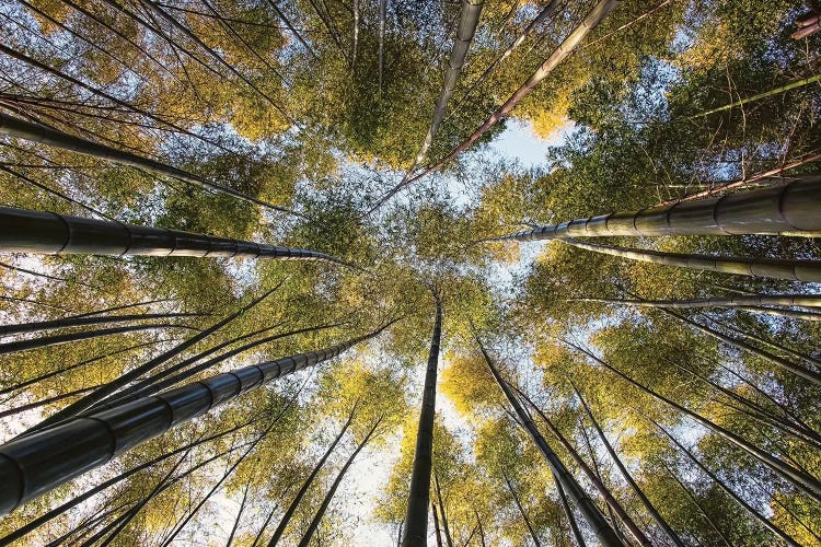 Bamboo Grove by Manjik Pictures wall art