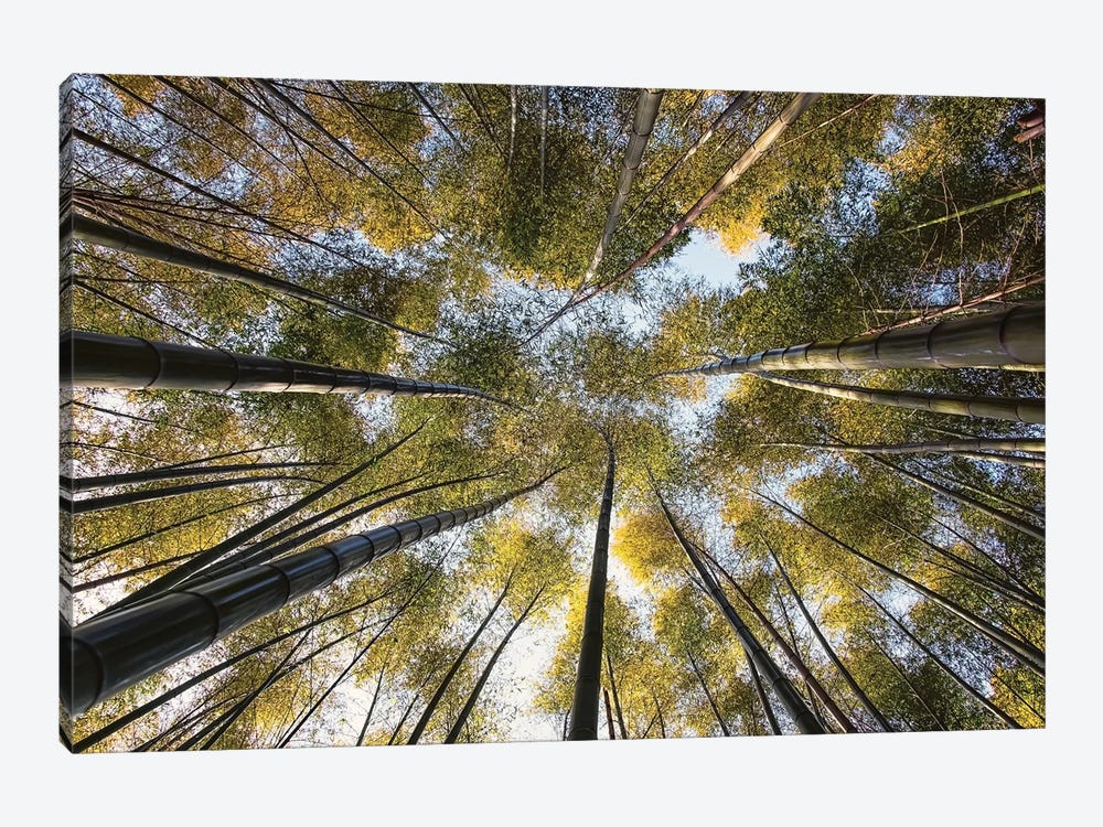 Bamboo Grove by Manjik Pictures 1-piece Canvas Artwork