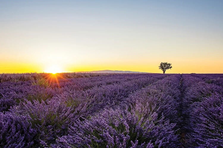 Lavender by Manjik Pictures wall art