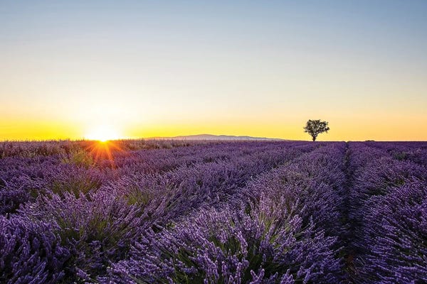 Herbs: Lavender by Manjik Pictures