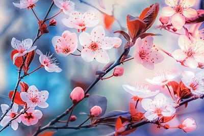 Sakura by Manjik Pictures canvas print