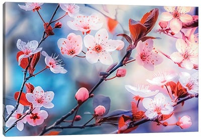 Sakura Canvas Art Print - Manjik Pictures