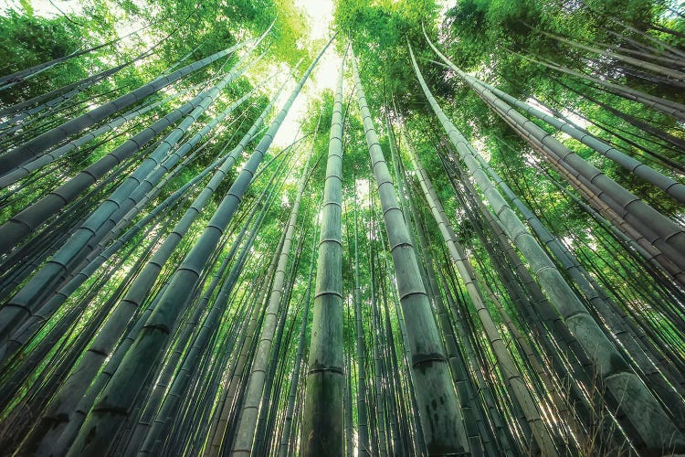 Into The Bamboo by Manjik Pictures wall art