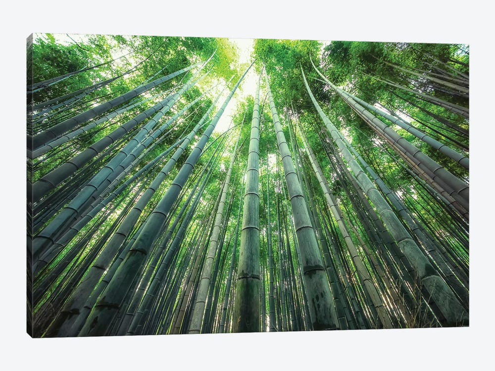 Into The Bamboo by Manjik Pictures 1-piece Canvas Art Print