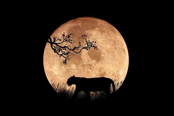 Cougars: Asian Night by Manjik Pictures