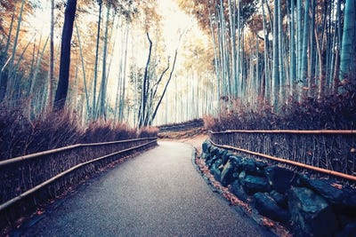 Lost In The Grove by Manjik Pictures canvas print