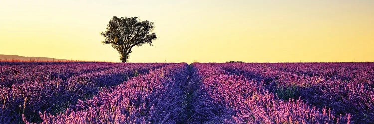 Sunset In Provence