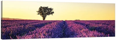 Sunset In Provence Canvas Art Print - Provence