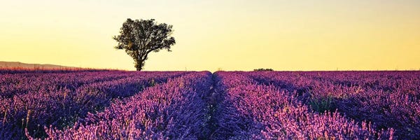 Provence-Alpes-Côte d'Azur: Sunset In Provence by Manjik Pictures