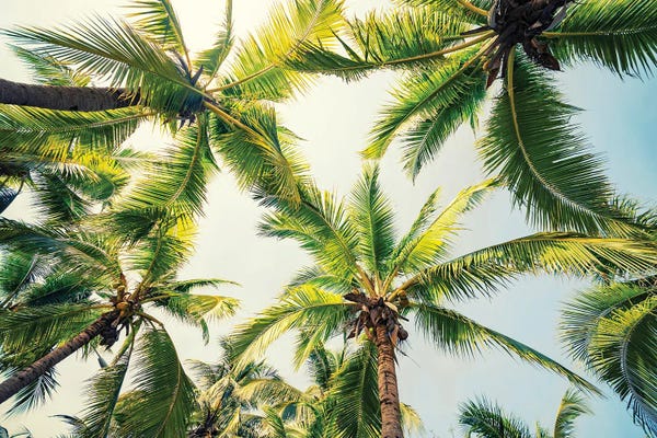 Manjik Pictures: Tropical Vibe by Manjik Pictures