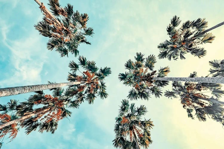 Palm Trees by Manjik Pictures wall art