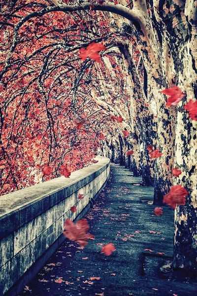 Falling Leaves